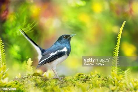 鳥的種類照片|1,593,548 鳥類 Stock Photos, High